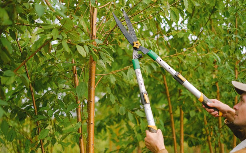 Tree trimming in Sterling, AK